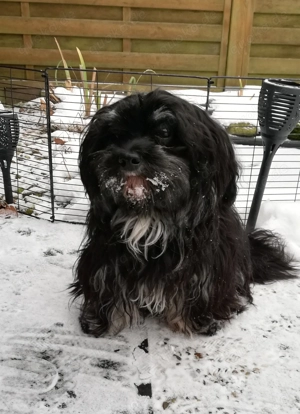 Hündin! Havaneser,,, schwarz weiß! 13.04.25 geboren