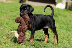 Reinrassige Dobermannwelpen von Privat