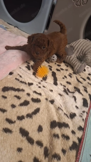 toypudel welpen 
