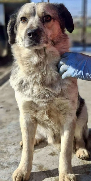 Schmusiger, verspielter Cisco