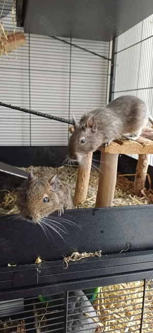 2 Degumädels suchen neues Zuhause 
