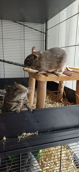 2 Degumädels suchen neues Zuhause  Bild 2