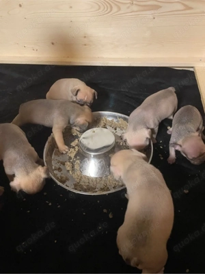 Französische Bulldoggen Welpen