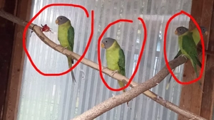 Junge Pflaumenkopfsittiche abzugeben 