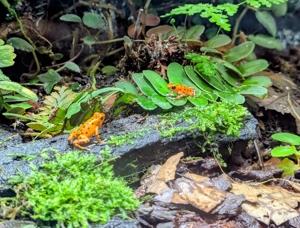 1.1.1 Oophaga pumilio bastimentos Tausch  Verkauf ( Dendrobaten, Pfeilgiftfrosch, Ranitomeya, )