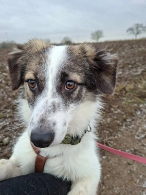 Pünktchen - braucht viel Vertrauen 