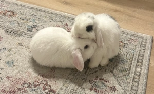 2 süße Mini Lop Zwergkaninchen rammler Hase 