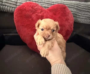 Zauberhafte Chihuahua Welpen Langhaar suchen ein Zuhause!