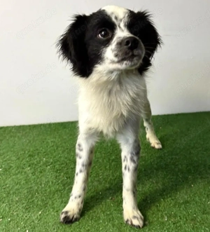 Merlin sucht dringend ein Zuhause