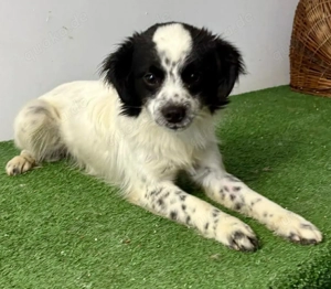 Zierlicher Junghund Merlin