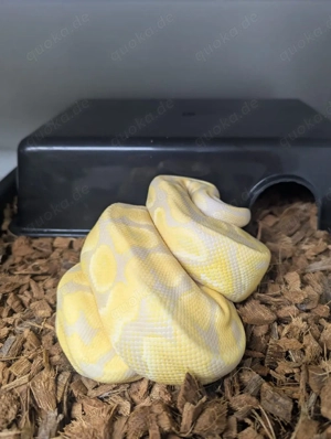 Tausch möglich 1.0 Königspython Candino Gravel het Clown