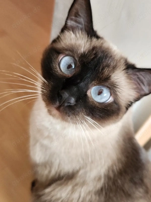 Unsere Siam Babys sind da      Bild 6