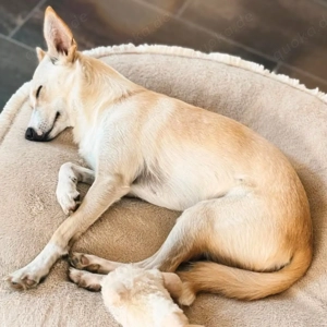 Monty - sucht nähe bei vertrauten Menschen Bild 3