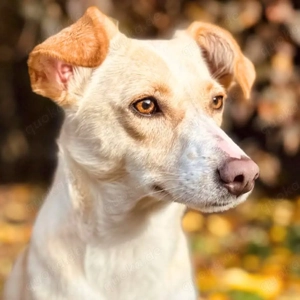 Monty - sucht nähe bei vertrauten Menschen Bild 7