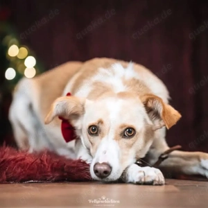 Monty - sucht nähe bei vertrauten Menschen