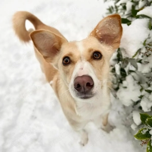 Monty - sucht nähe bei vertrauten Menschen Bild 2