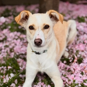 Monty - sucht nähe bei vertrauten Menschen Bild 6