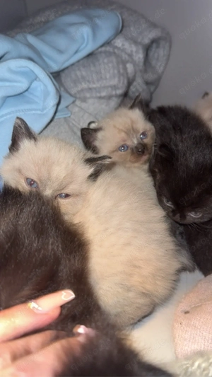 Ragdoll-Mix Kitten Bild 4