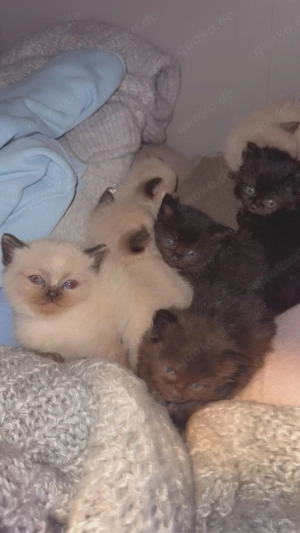 Ragdoll-Mix Kitten Bild 3