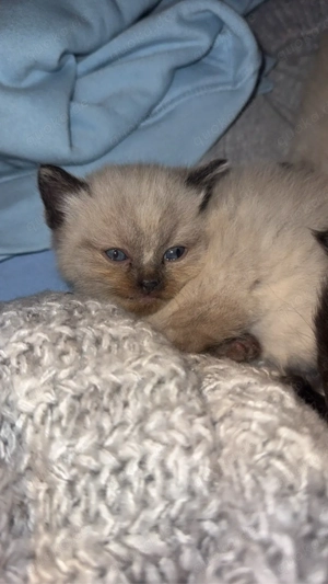 Ragdoll-Mix Kitten Bild 5