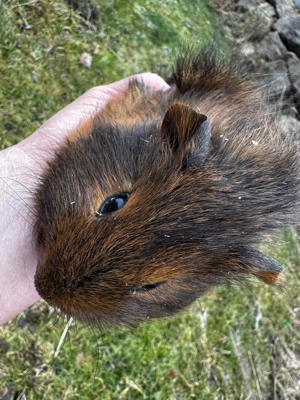 Meerschweinchen Männchen abzugeben 3 und 4 Monate jung Nicht kastriert
