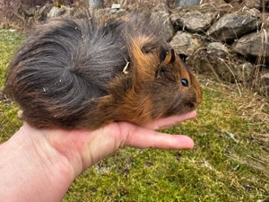 Meerschweinchen Männchen abzugeben 3 und 4 Monate jung Nicht kastriert