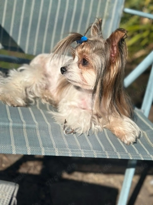 Verschmuste Emma 5 Jahre sucht ein neues Zuhause 