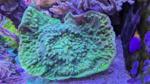 Echinophyllia - Chalice Space Invader