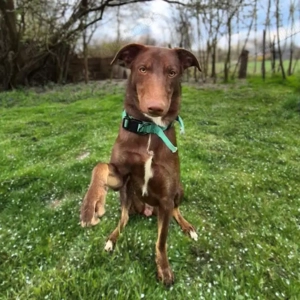 Skadi - ist motiviert&lernt sehr schnell