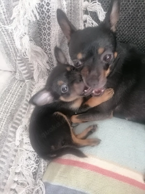 Russische mini toy Terrier 