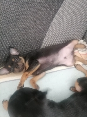 Russische Mini Toy Terrier!!! 