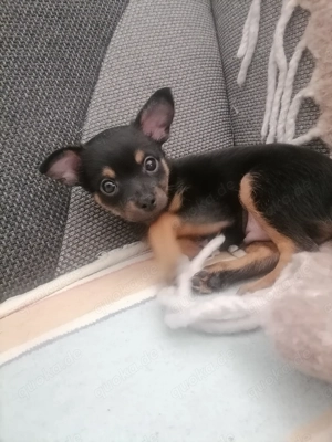 Russische Mini Toy Terrier Nur noch eine Junge!!! 