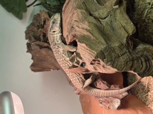 Steppenwaran ca 1 Jahr 