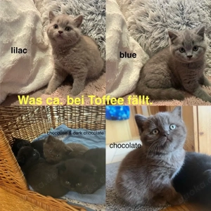 Wurfankündigung BKH Kitten