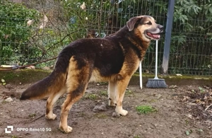 ANDREW    sucht sein Glück