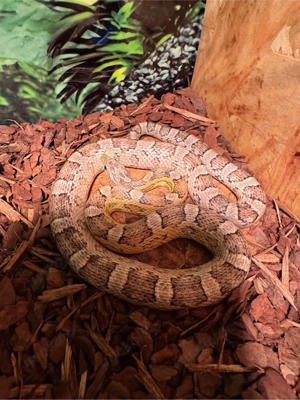 Kornnatter Anery Coral