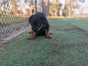 Entzückender Rottweilerwelpe sucht ein neues Zuhause.