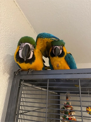 Zwei Handzahme Gelbbrustara