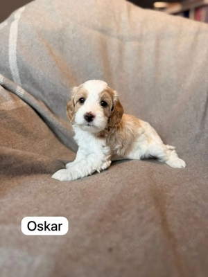   Cavapoo  Bild 2