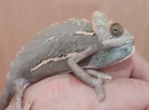 Jemen Chamäleon Weibchen kleiner Schwanzfehler