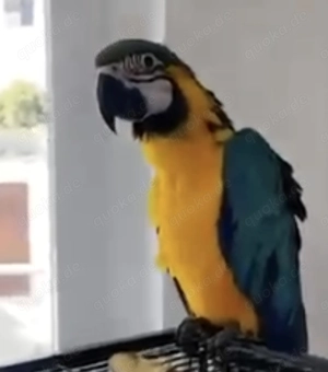 Wunderschöner Ara Papagei Bild 3