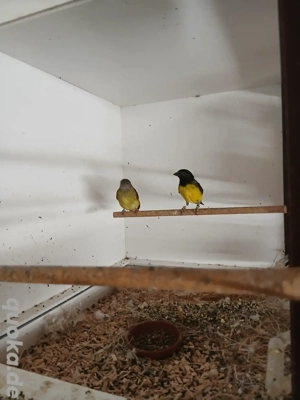 1.1 Gelbbauchzeisige