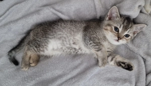 1 hübsches BKH-Kätzchen sucht ein liebevolles zuhause!