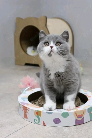 Entzückende Kätzchen suchen ein neues Zuhause. Bild 3