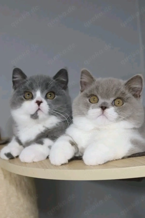 Entzückende Kätzchen suchen ein neues Zuhause. Bild 2