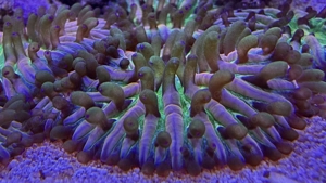 CYCLOSERIS SP. FUNGIA RAINBOW Nachzucht von meinem Muttertier