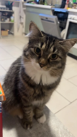 Maine Coon mix Mädchen