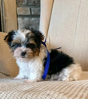 Yorkshire-Terrier-Hündin