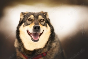 Toffee sucht ihr Perfect Match