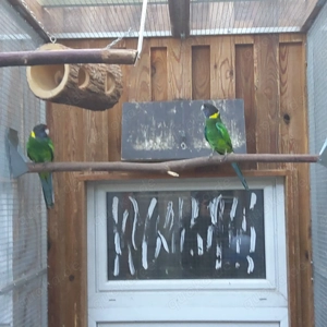 Kragensittichhenne zuchtfähig gesucht 